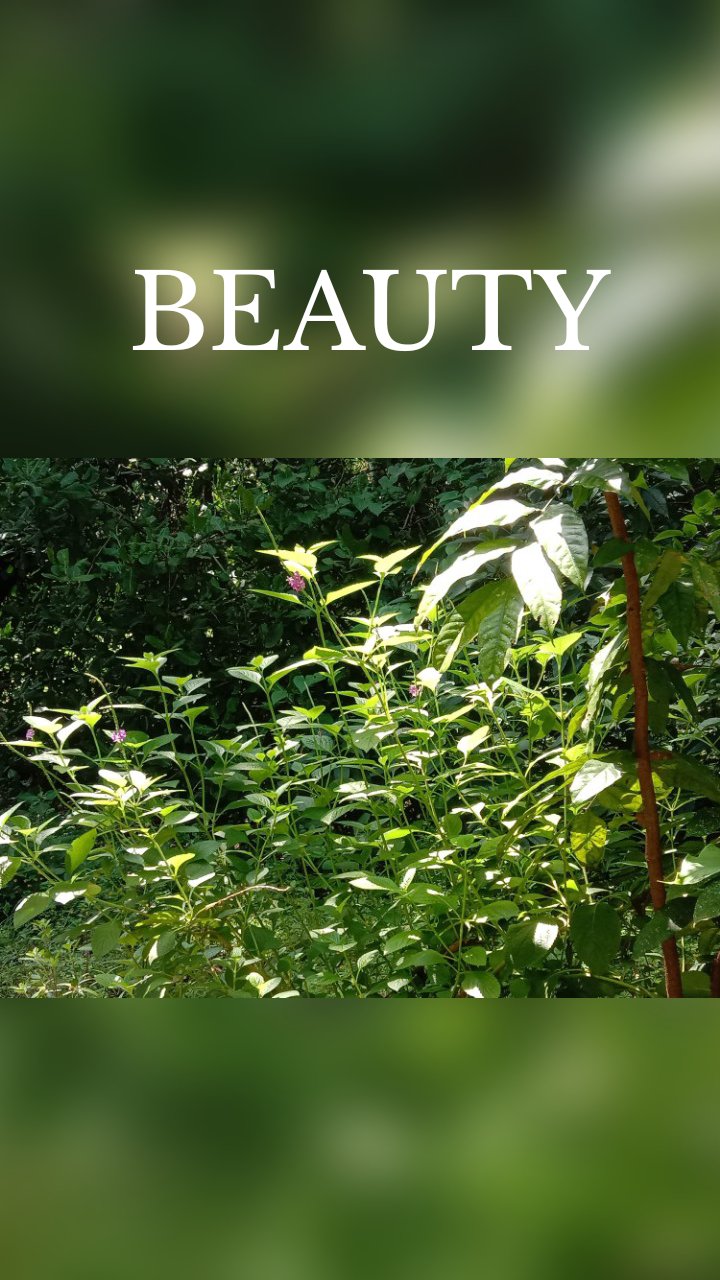 BEAUTY 