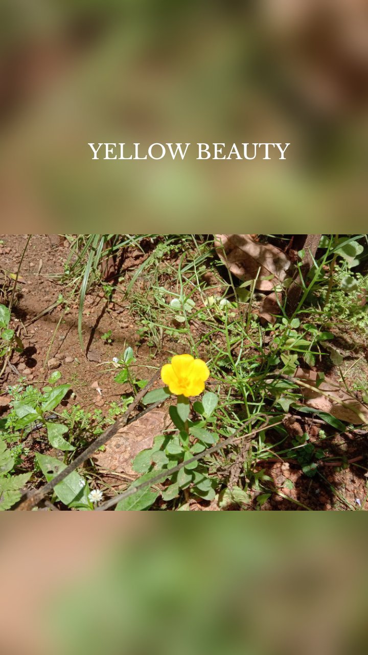YELLOW BEAUTY 