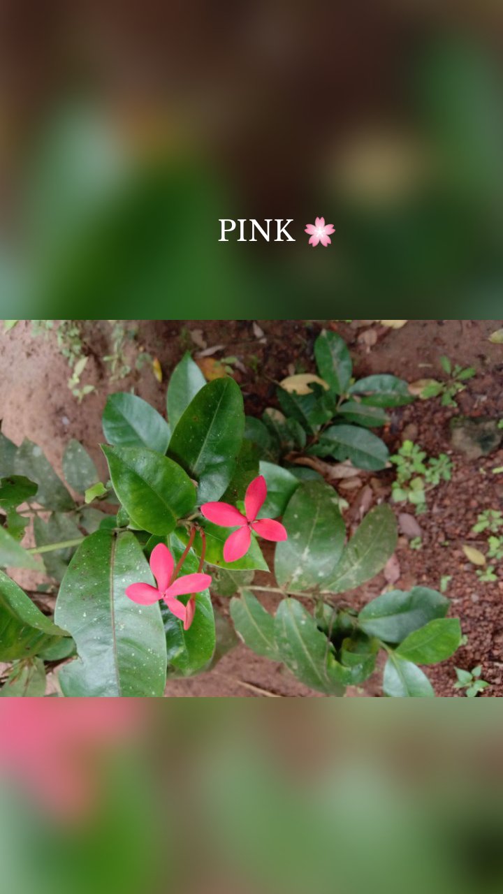 PINK 🌸